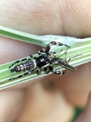 Sandalodes bipenicillatus