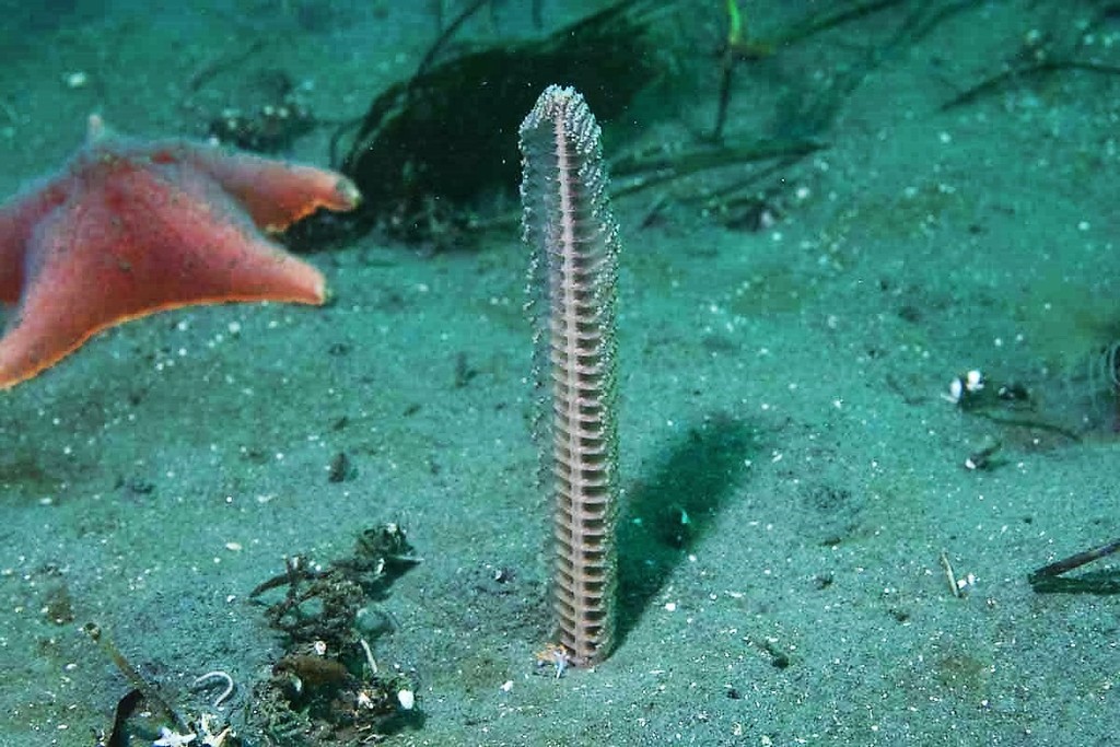 Slender Sea Pen (Cnidarians of the Eastern Pacific - Anthozoans) ·  iNaturalist