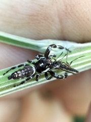 Sandalodes bipenicillatus