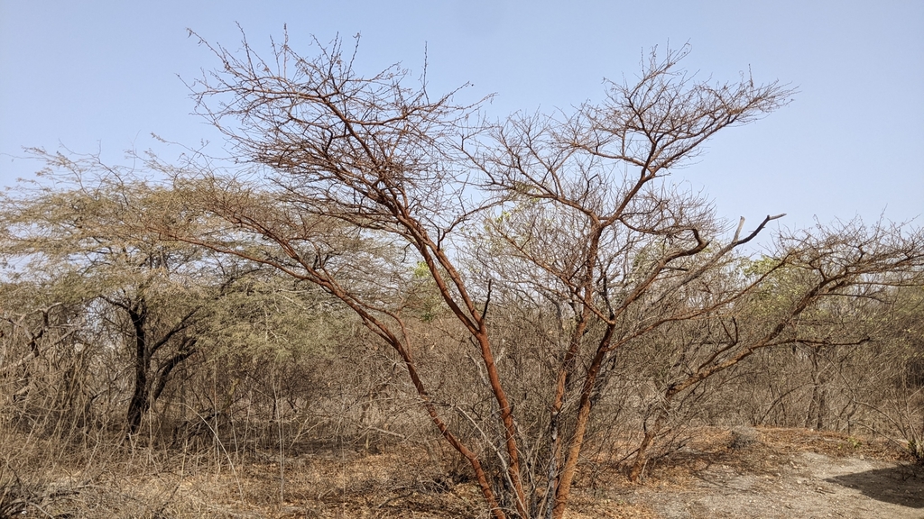 Vachellia seyal; photograph (c) Philipp, some rights reserved (CC BY)