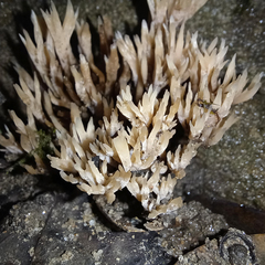 Tremellodendropsidaceae