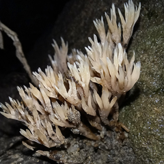 Tremellodendropsidaceae