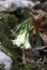 Cardamine kitaibelii