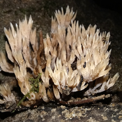 Tremellodendropsidaceae