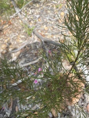 Jacksonia thesioides