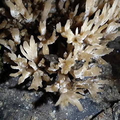 Tremellodendropsidaceae