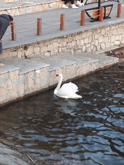 Cygnus olor
