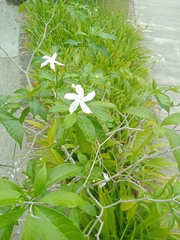 Tabernaemontana divaricata