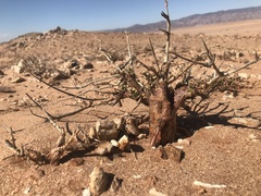 Portulacaria fruticulosa