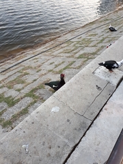 Cairina moschata domestica