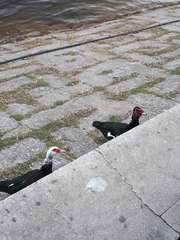 Cairina moschata domestica