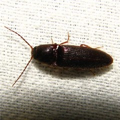 Dipropus soleatus