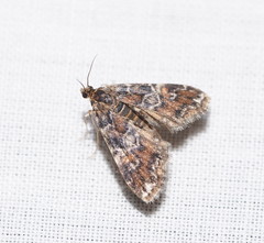 Elophila responsalis