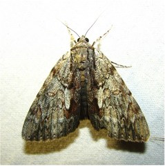 Catocala insolabilis