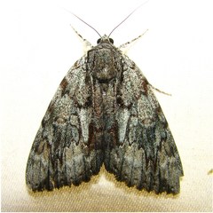 Catocala insolabilis
