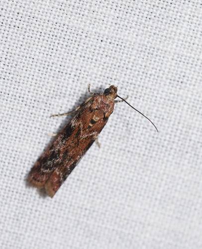 Ephestiopsis oenobarella (Meyrick, 1879)