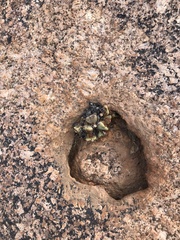 Conophytum quaesitum
