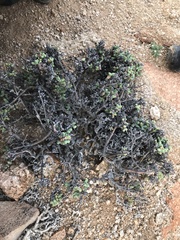Antimima buchubergensis