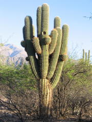 Trichocereus atacamensis