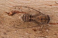 Cicada barbara barbara