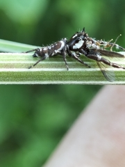 Sandalodes bipenicillatus