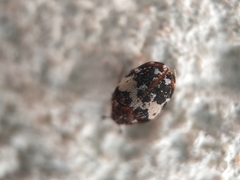 Anthrenus angustefasciatus