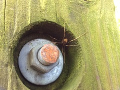 Leiobunum ventricosum