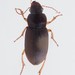 Harpalus griseus - Photo (c) Евгений Рыбальченко, alguns direitos reservados (CC BY), enviado por Евгений Рыбальченко