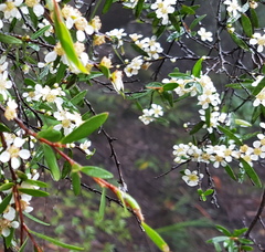 Leptospermum polyanthum