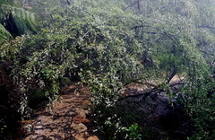 Leptospermum polyanthum