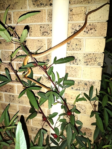 Brown Tree Snake sighting