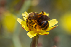 Andrena mediovittata