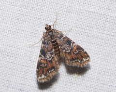 Elophila responsalis