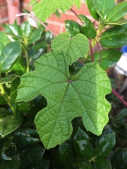 Vitis mustangensis