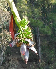 Musa × paradisiaca