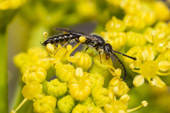 Poecilotiphia gracilis