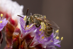 Halictus concinnus