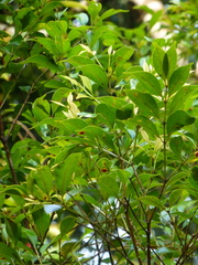 Syzygium rubicundum