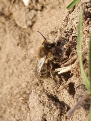 Andrena gravida