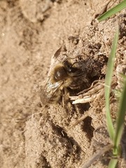 Andrena gravida