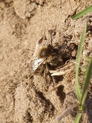 Andrena gravida