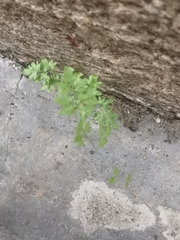 Lygodium japonicum