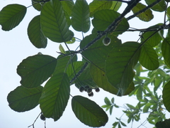 Dillenia triquetra