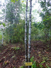 Dillenia triquetra