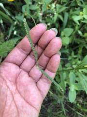 Paspalum pubiflorum