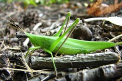 Neoconocephalus nebrascensis