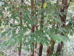 Lijndenia capitellata