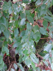 Lijndenia capitellata