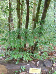 Lijndenia capitellata