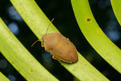 Coleotichus excellens